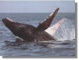 Humpback Whale of Hervey Bay